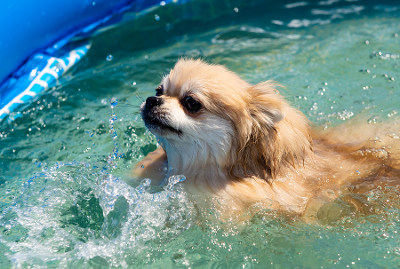 dog-pool